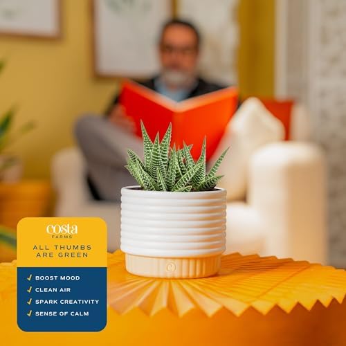 Costa Farms Succulent, Live Indoor Plant, Easy Care, Home Decor - Image 5