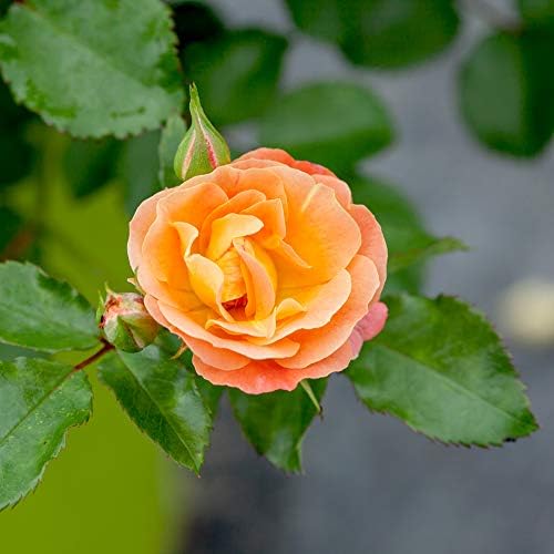 Perfect Plants Peach Drift Rose Live Plant, 3 Gallon, Outdoor Flower Bush - Image 5