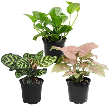 Altman Plants Deluxe Houseplants (3 Pack), Assorted Popular Live Indoor Plant Varieties, Easy Plant Care, 4.25 in Pots by AltmanPlants