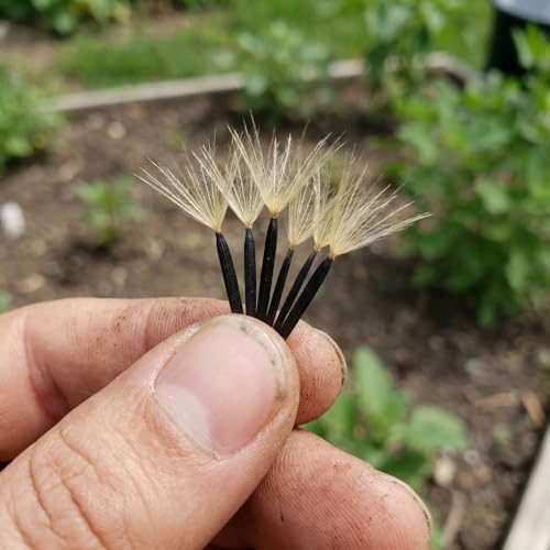 100+ Papalo Seeds – Mexican Herb Papaloquelite (Porophyllum ruderale) – Heirloom Garden Herb Seeds for Outdoor Garden, Raised Beds & Containers - Image 3