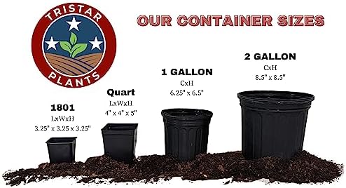 Tristar Plants - Methley Plum Tree - Heavy yielding - Sweet Fruit - Live Plant - 1 Gallon Trade Pot - Image 5