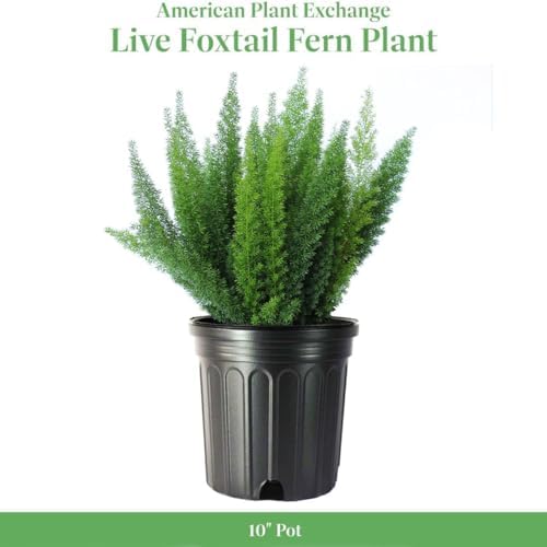 American Plant Exchange Live Foxtail Fern Plant, Plant Pot for Home and Garden Decor, 10" Pot - Image 2