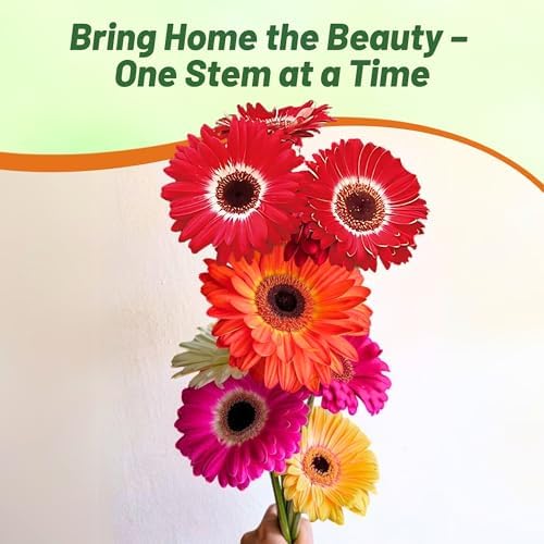 Outsidepride Bicolor Mix Gerbera Seeds - 20 Pcs Perennial, Compact & Low Maintenance, Flower Seeds for Planting w/Vibrant Mixed Blooms, Ideal for Garden Landscaping & Cut Flower Arrangements - Image 4
