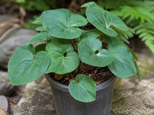 5 Wild Ginger Plants Bare Root Native Perennial Asarum Canadense (5 Roots) - Image 6