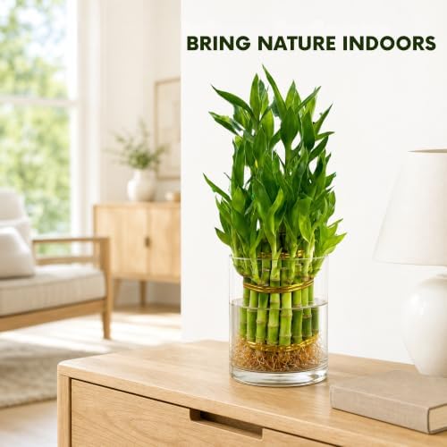 Lucky Bamboo Plant, Two Tier Indoor Houseplant, 15 Stalk Bundle - Image 6