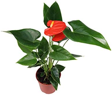 Orange Anthurium - 4" from California Tropicals by CaliforniaTropicals