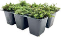 6 Elfin Thyme – Low-Growing, Fragrant Evergreen Groundcover for Borders, Rock Gardens & Containers – (Thymus serpyllum 'Elfin') in 2.5″ Cubes, Live Plants by CitronellaKing