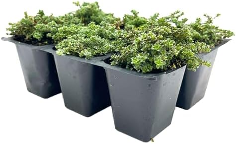 6 Elfin Thyme – Low-Growing, Fragrant Evergreen Groundcover for Borders, Rock Gardens & Containers – (Thymus serpyllum 'Elfin') in 2.5″ Cubes, Live Plants by CitronellaKing