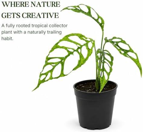 Monstera Obliqua Peru Live Plant, Rare Fully Rooted Tropical Houseplant - Image 5