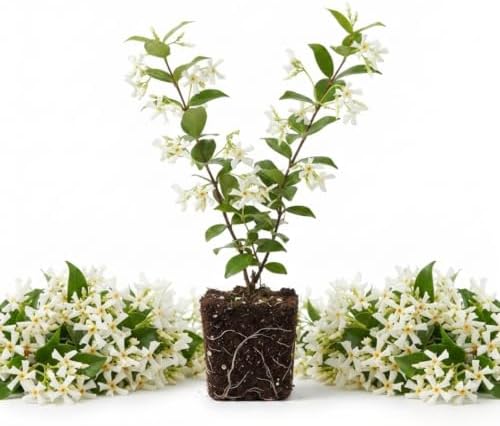 2 Asiatic Jasmine Live Plants, 3-6" Tall Fragrant Flower Plants - Image 3