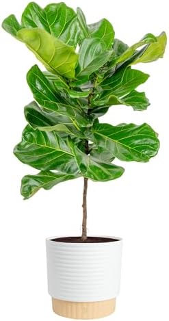Costa Farms Fiddle Leaf Fig Tree, Live Indoor Plant, Large, 3-4 Ft. Tall by Unknown