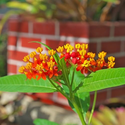 2 Red Milkweed Asclepias Live Plants, Flowering Plant, 5-8 Inch Tall - Image 2