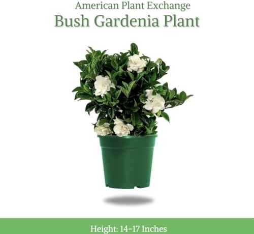 American Plant Exchange Gardenia Bush ‘Mini Veitchii’ – Live 6-Inch Indoor Flowering Plant, Fragrant Houseplant for Home or Office, for Mother's Day & Year-Round Décor - Image 2