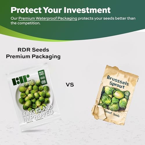 500 Brussel Sprout Seeds for Planting - Heirloom Non-GMO USA Grown - Long Island Improved Variety - Cool Weather Vegetable Seeds for Home Garden Planting by RDR Seeds - Image 2