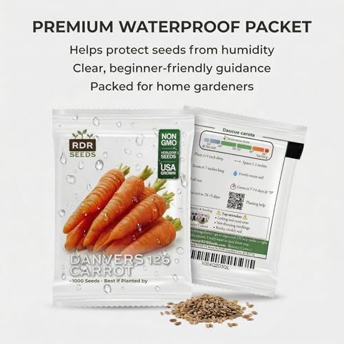 1000 Danvers 126 Carrot Seeds for Planting - Sweet Heavy-Soil Heirloom, Non-GMO, USA Grown by RDR Seeds - Image 7