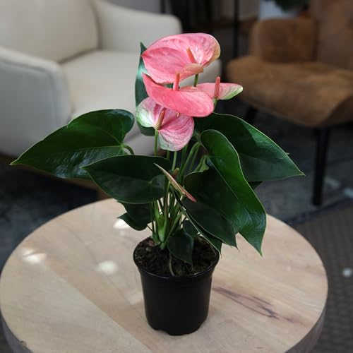 Pink Anthurium Live Plant (Approx. 13-16" Tall), Real Flowers/Unique House Plants in 4" Nursery Pot, Floral Office Plants, Air Purifying Plants & Cool Gifts for Plant Lovers by Plants for Pets - Image 4