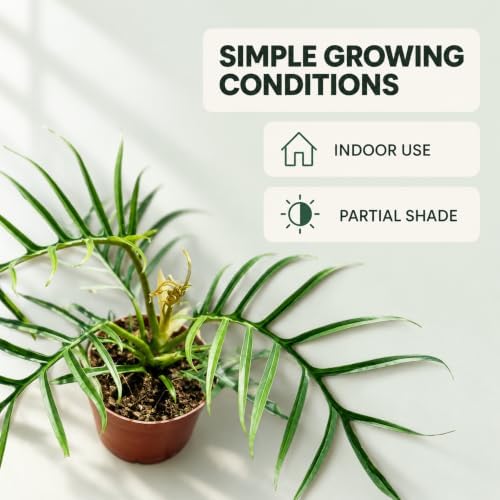 Philodendron Tortum Live Plant - Rare Split Leaf Houseplants with Heat Pack - Image 4