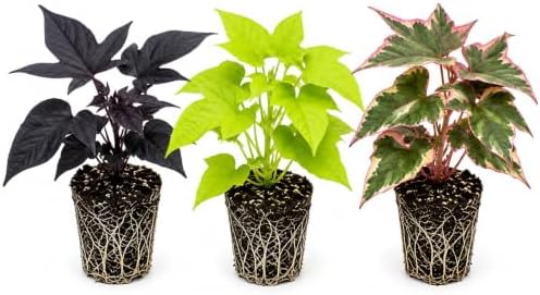 Sweet Potato Vine Live Starter Plug Bundle – Black, Neon Green & Tricolor – 3 Rooted Ornamental Plants for Hanging Baskets, Containers & Gardens by CZGrain