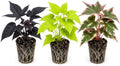 Sweet Potato Vine Live Starter Plug Bundle – Black, Neon Green & Tricolor – 3 Rooted Ornamental Plants for Hanging Baskets, Containers & Gardens by CZGrain