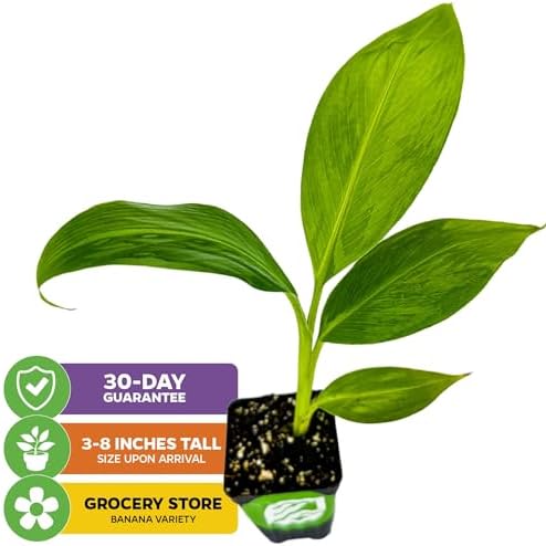 Dwarf Cavendish Banana Tree (2-Pack) Live Plant by Wellspring Gardens - Image 2