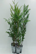 Greenwood Nursery: Live Trees - Green Giant Arborvitae Tree + Thuja Standishii X Plicata - [Qty: 10x 2.5 Pots] - (Click for Other Available Plants/Quantities) by GreenwoodNursery