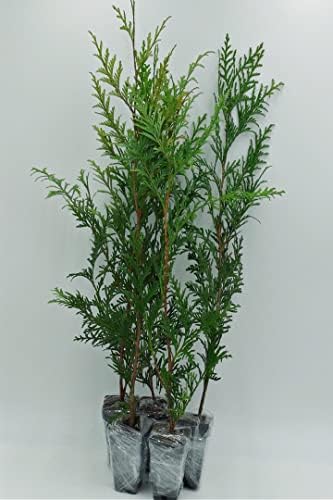 Greenwood Nursery: Live Trees - Green Giant Arborvitae Tree + Thuja Standishii X Plicata - [Qty: 3X 2.5 Pots] - (Click for Other Available Plants/Quantities) by GreenwoodNursery