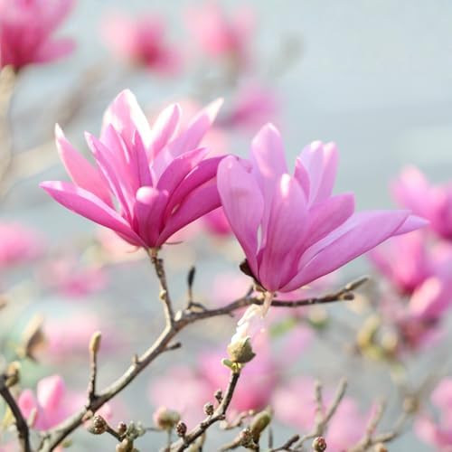 Ann Magnolia Flower Tree Live Plant, Spring Bloom Tree, 2.5'' Pot - Image 7