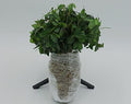 Greenwood Nursery: Live Ground-Cover Plants - Vinca Minor + Lesser/Dwarf Periwinkle - [Qty: 200 Bare Roots] - (Click for Other Available Plants/Quantities) by GreenwoodNursery