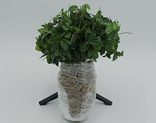 Greenwood Nursery: Live Ground-Cover Plants - Vinca Minor + Lesser/Dwarf Periwinkle - [Qty: 100 Bare Roots] - (Click for Other Available Plants/Quantities) by GreenwoodNursery