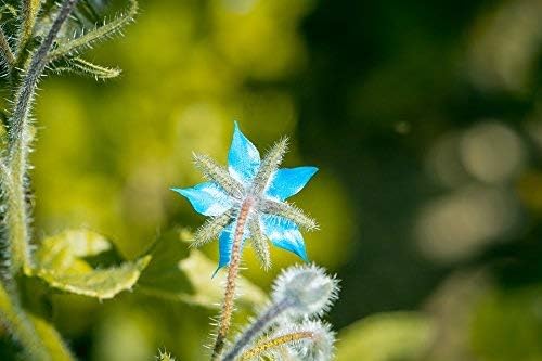 Borage Seeds - Starflower - Heirloom Non-GMO Herb Seeds for Planting an Herb Garden - 100 Seeds - Borago Officinalis - by RDR Seeds - Image 7