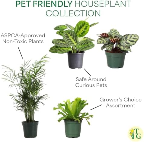 Live Pet Safe Houseplants (4 Pack), Grower's Choice Bundle, 4" Pots - Image 3