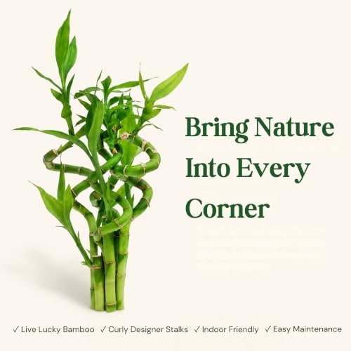 Lucky Bamboo Live Plant, Curly Bamboo Houseplant, Dracaena Sanderiana - Image 5