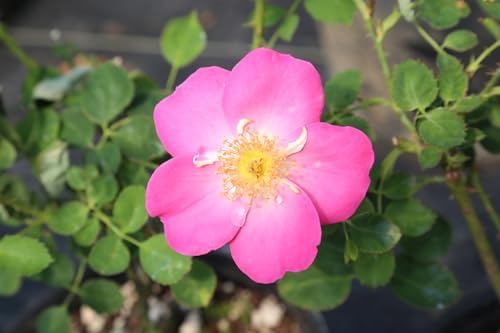 Heirloom Shrub Roses, Live Own Root Plant, Angelina by HeirloomRoses