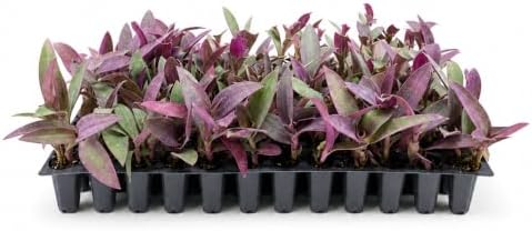 Purple Queen Tradescantia Setcresea I 3 Live Plants I Spiderwort | Lush Magenta Foliage for Striking Garden Contrast, Ideal for Ground Cover, Borders, & Containers by FloridaFoliage