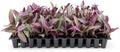 Purple Queen Tradescantia Setcresea I 3 Live Plants I Spiderwort | Lush Magenta Foliage for Striking Garden Contrast, Ideal for Ground Cover, Borders, & Containers by FloridaFoliage