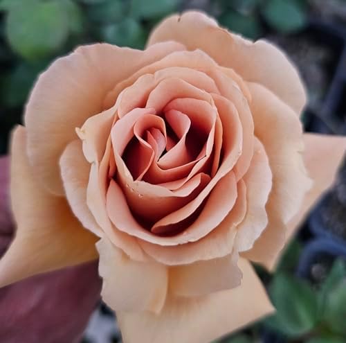 Butterscotch Climbing Roses Live Plants, Rose Bushes Ready to Plant, 2 Quart Pot, Live Plants Outdoor, Plant Gifts, Roses Live Plants, Outdoor Plants Live, Rose Bush, Climbing Roses - Image 4