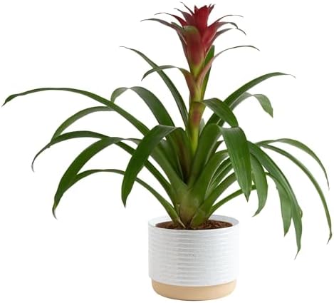 Costa Farms Bromeliad, Live Indoor Plant, Easy Care, Home Decor by Unknown