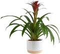 Costa Farms Bromeliad, Live Indoor Plant, Easy Care, Home Decor by Unknown
