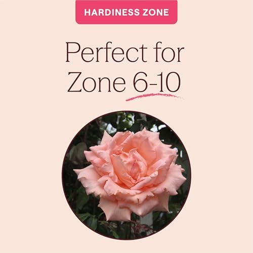Heirloom Climbing Roses, Live Own Root Plant, Breath of Life™ - Image 5