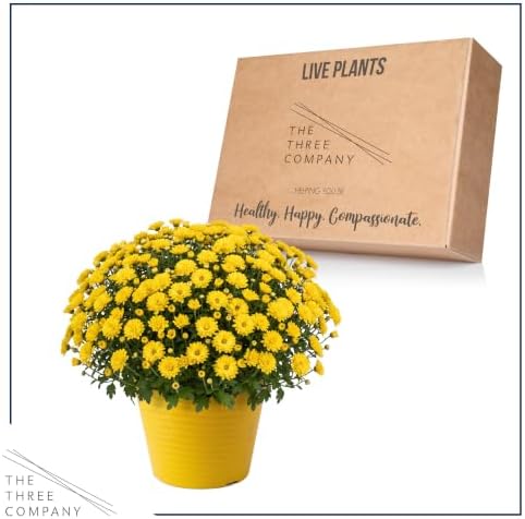 Chrysanthemum (Color Match Deco Pot), Yellow Blooms, Live Fall Flowering Perennial, 15" Tall by 12" Wide in 3 Qt Pot - Image 5