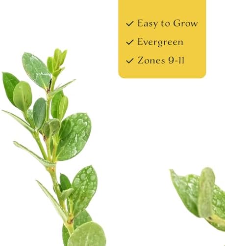 4 Green Carpet Natal Plum in 3.5" Nursery Cubes | Carissa ‘Green Carpet’ | Low-Growing Evergreen Groundcover for Landscapes, Slopes & Borders | Live Starter Plants - Image 5