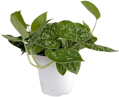 Pothos Live Indoor Plant, 4 inch Pot, Variegated White and Green Leaves - Easy to Care for - Perfect for Indoor and Outdoor Home Decor, Office, and Gift (Satin Pothos) - Image 6