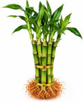 6" Lucky Bamboo Live Plants – Indoor Water or Soil Growing – Feng Shui Good Luck Plants-8 Stalks by Unknown