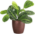 Live Lemon Lime Prayer Plant, Pet Friendly, Easy to Grow, 4" Pot by ThorsensGreenhouse