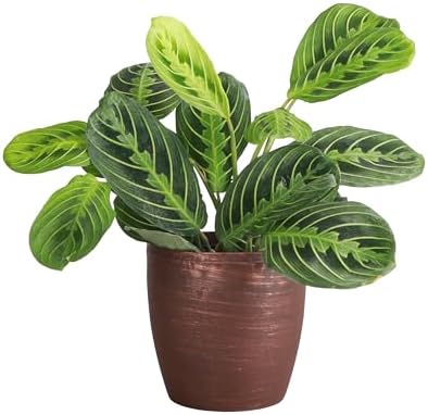 Live Lemon Lime Prayer Plant, Pet Friendly, Easy to Grow, 4" Pot by ThorsensGreenhouse