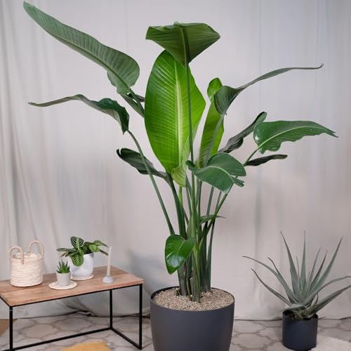 Daisy Ship White Bird of Paradise - Strelitzia Nicholai - 4 x 2 inch Cups - Image 3