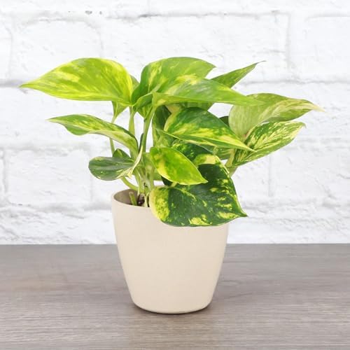 Live Golden Pothos, Indoor Vining Plant, Easy to Grow, 4" Pot - Image 2