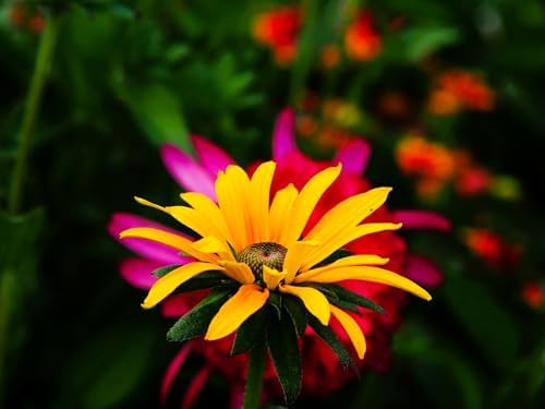 Greenwood Nursery: Live Perennial Plants - Black-Eyed Susan + Rudbeckia Fulgida 'Goldsturm' - [Qty: 10x Pint Pots] - (Click for Other Available Plants/Quantities) - Image 3