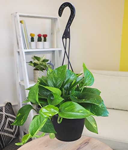 Golden Pothos Plant Live in Hanging Planter Pot Live by Plants for Pets, 1 Count - Image 3