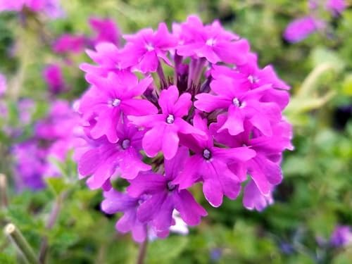 Greenwood Nursery: Live Perennial Plants - 'Homestead Purple' + Verbena Canadensis - [Qty: 10x Pint Pots] - (Click for Other Available Plants/Quantities) - Image 2